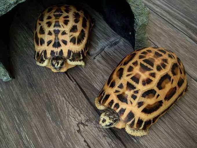 饼干陆龟是几级保护动物