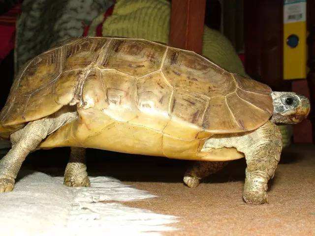 荷叶陆龟饲养方法