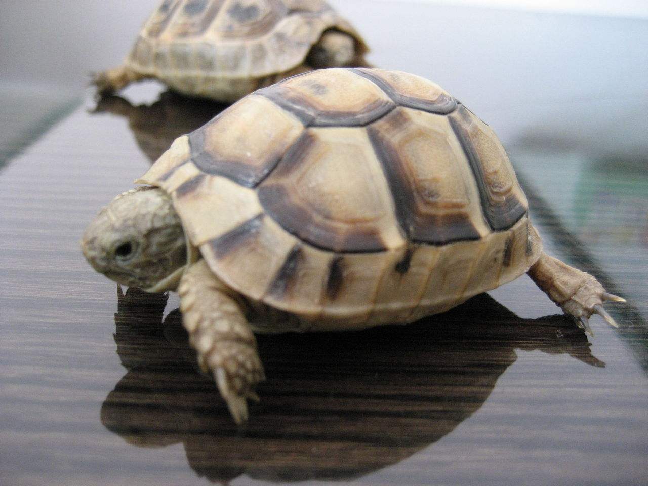 非洲折背陆龟的寿命