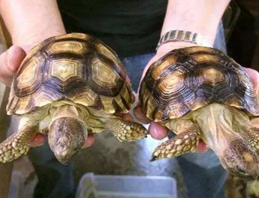 阿根廷象龟饲养方法 阿根廷象龟怎么养