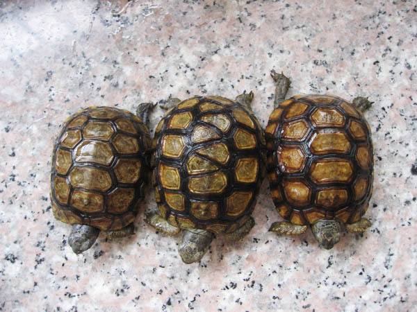 伯格海角陆龟的寿命