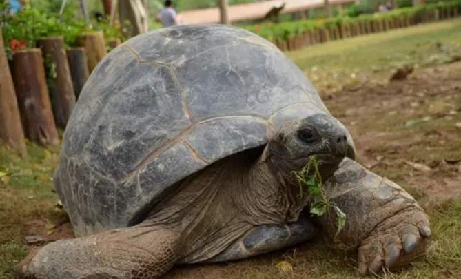 亚达伯拉象龟吃什么菜