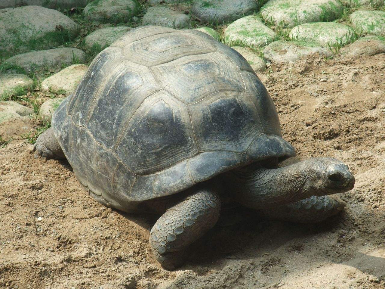 亚达伯拉象龟的生活温度 亚达伯拉象龟的饲养温度