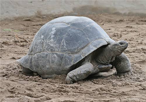 亚达伯拉象龟怎么养 亚达伯拉象龟饲养经验
