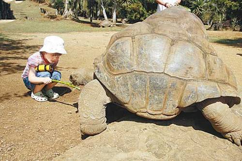 亚达伯拉象龟繁殖 亚达伯拉象龟多大繁殖