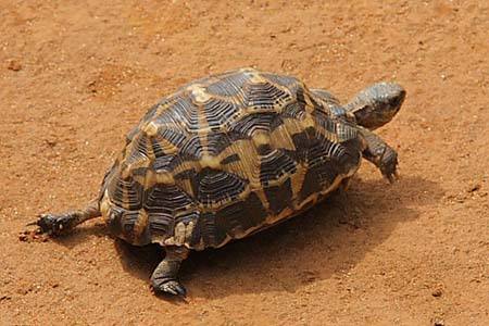 蛛网陆龟是几级保护动物 蛛网陆龟属于国家几级