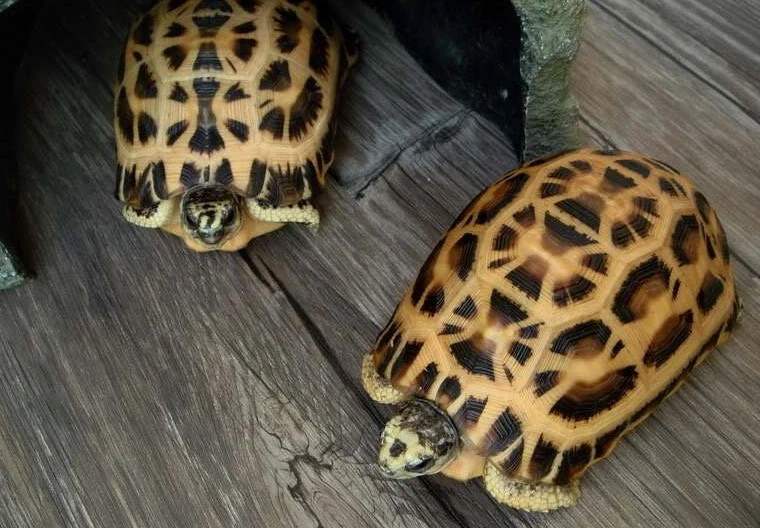 蛛网陆龟和扁尾陆龟区别