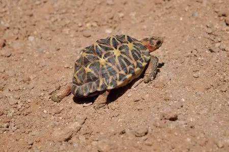 几何陆龟饲养方法