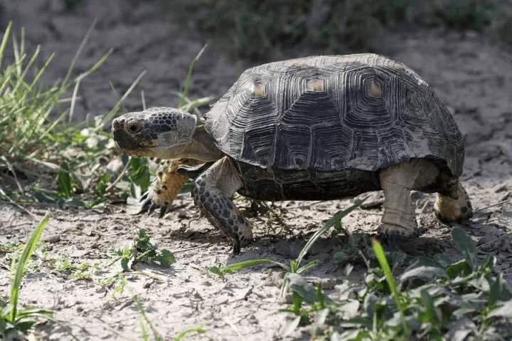 德州地鼠龟如何分辨公母
