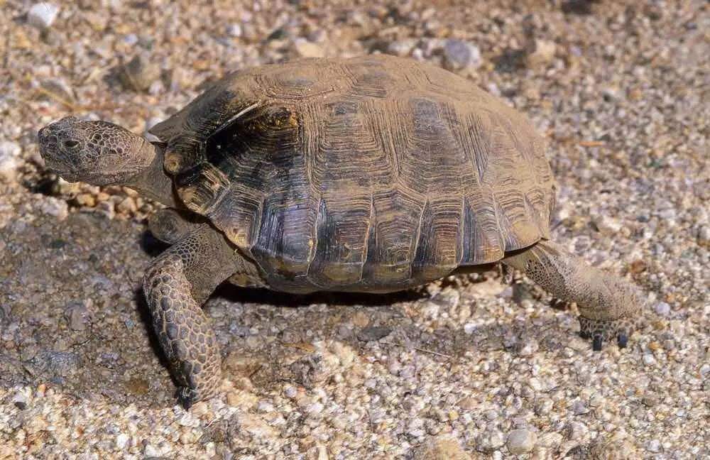 德州地鼠龟的寿命