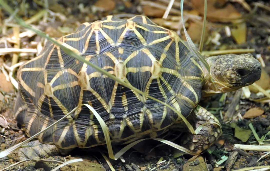 印度星龟寿命 印度星龟的寿命