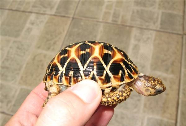 印度星龟能活多久