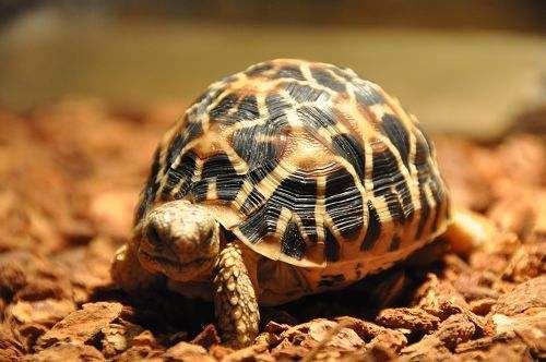 印度星龟保护级别 印度星龟属于几级保护动物