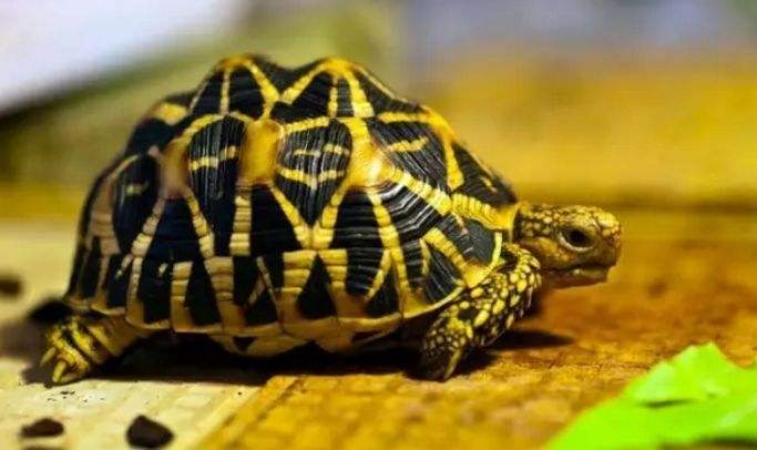 印度星斑陆龟保护级别