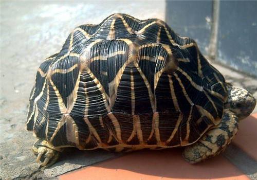 印度星斑陆龟是国家几级保护动物