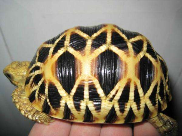 印度星斑陆龟能长多大