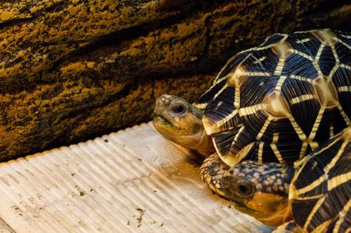 印度星龟能长多大 印度星龟成体多大