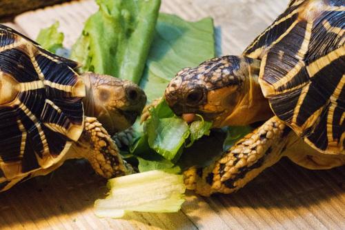 印度星龟公母能一起养吗