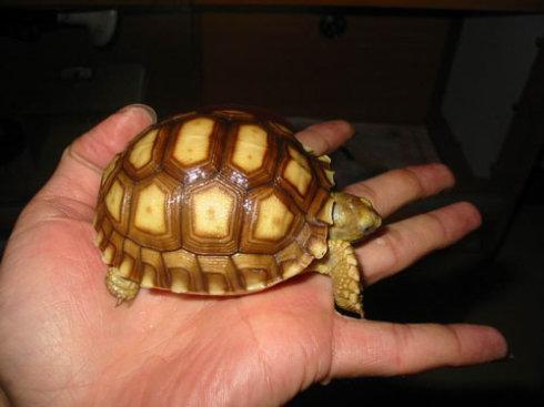 苏卡达象龟分辨公母 苏卡达象龟公母有什么区别