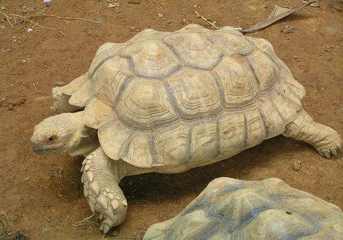 苏卡达象龟生活环境
