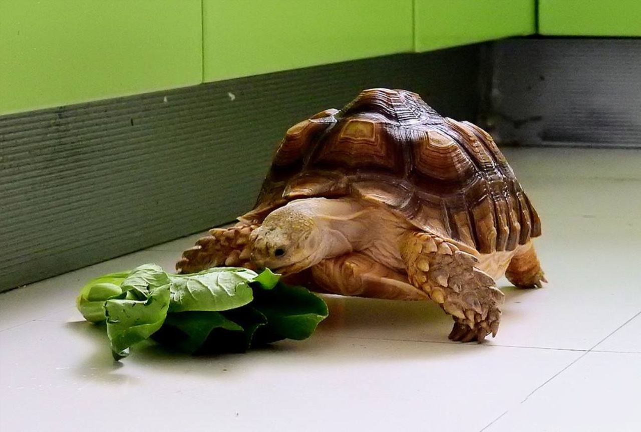 苏卡达陆龟可以吃苹果吗