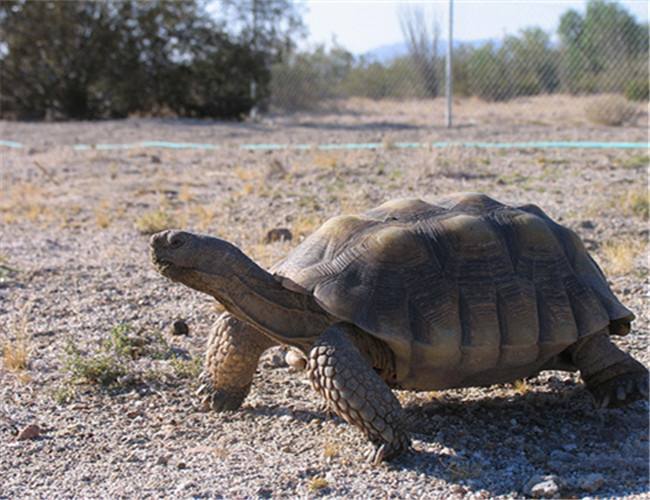 沙漠龟是国家保护动物吗? 沙漠龟是不是保护动物