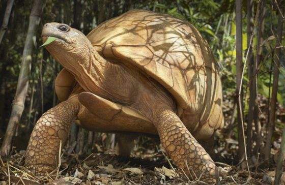 安哥洛卡陆龟能长多大 安哥洛卡陆龟能长到多少斤
