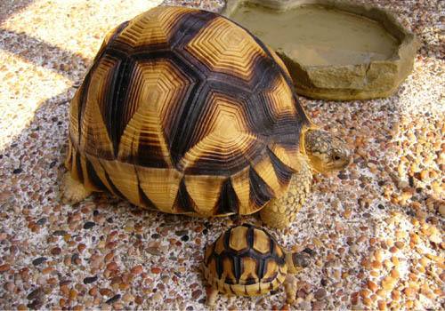安哥洛卡陆龟繁殖