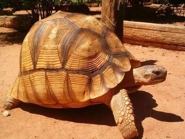 安哥洛卡陆龟如何分公母龟