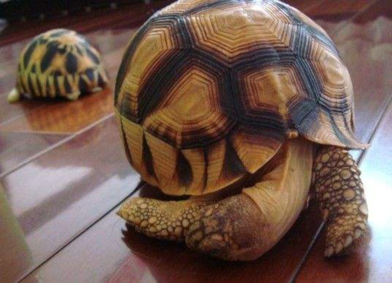 安哥洛卡陆龟是保护动物吗?