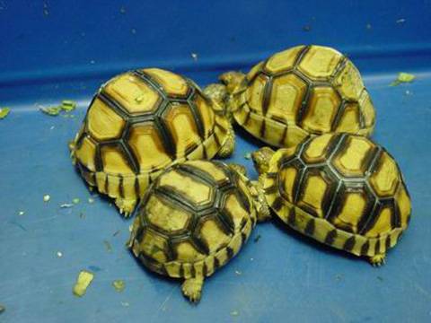 苏卡达与安哥洛卡陆龟的区别 安哥洛卡和苏卡达陆龟的区别