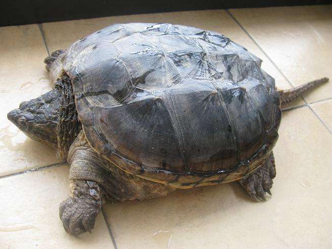 凹甲陆龟多少钱 凹甲陆龟值多少钱