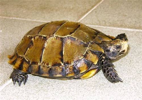 凹甲陆龟能长多大 凹甲陆龟能长多重
