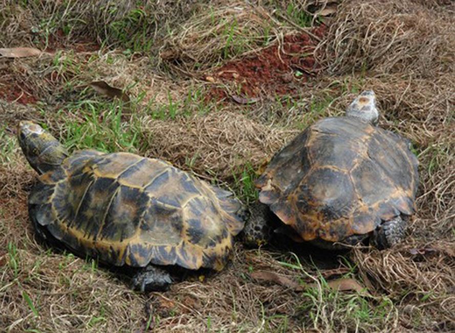 凹甲陆龟是几级保护动物