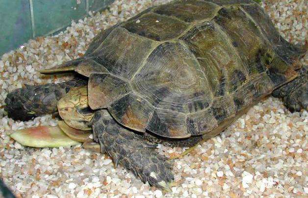 凹甲陆龟怎么看年龄
