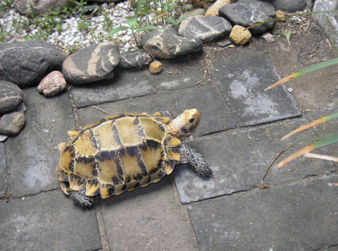 凹甲陆龟的繁殖年龄