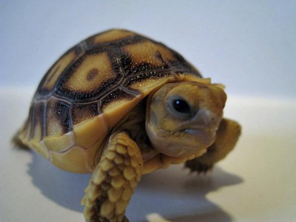 辐射陆龟每天吃多少龟粮