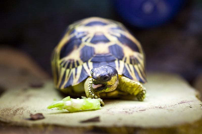 辐射陆龟多久喂一次 辐射陆龟几天喂一次