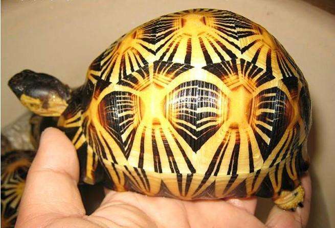 辐射陆龟饲养方法 辐射陆龟饲养心得