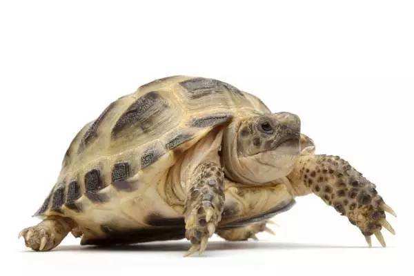 欧洲陆龟能长多大