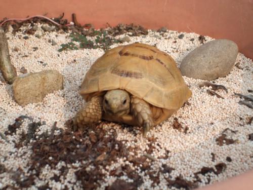 欧洲陆龟寿命 欧洲陆龟的寿命多长