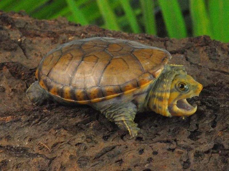蛋龟寿命 蛋龟寿命多长
