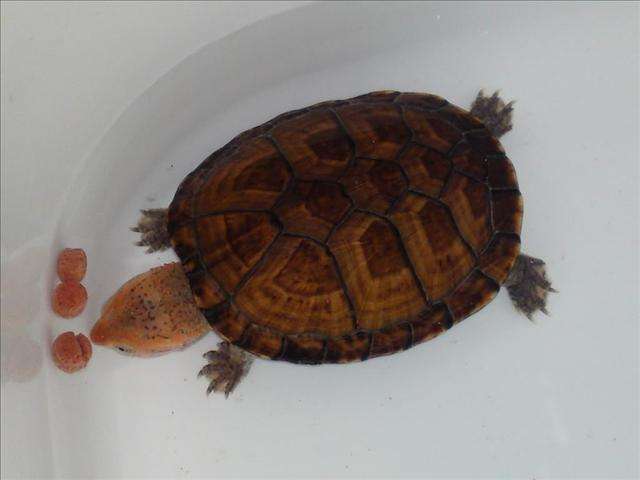 蛋龟能长多大