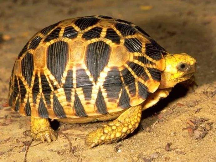 缅甸星龟怎么训练