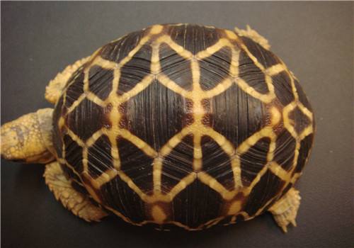 缅甸星龟的饲养 缅甸星龟饲养难度