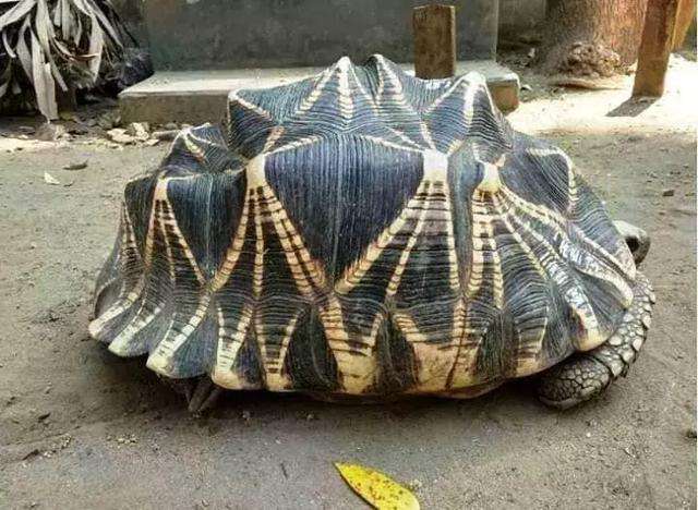 缅甸星龟多久进一次食
