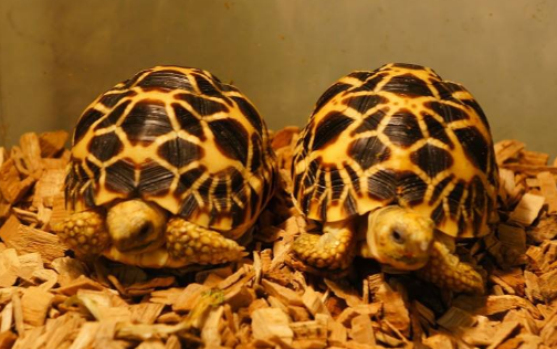 缅甸星龟的繁殖