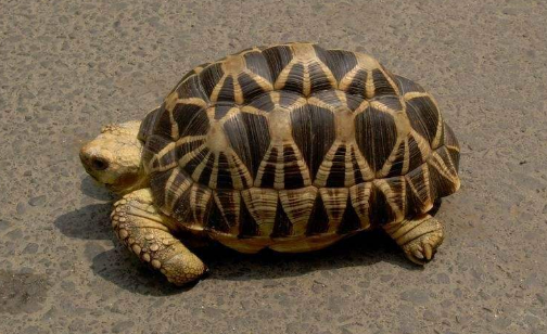 缅甸星龟多大可以繁殖