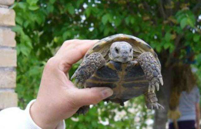 四爪陆龟是几级保护动物