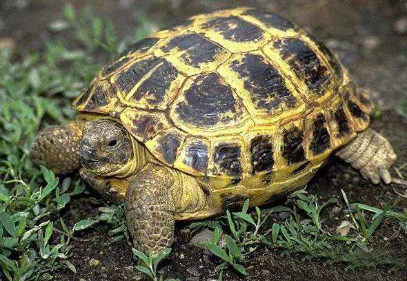 四爪陆龟和缅甸陆龟的区别
